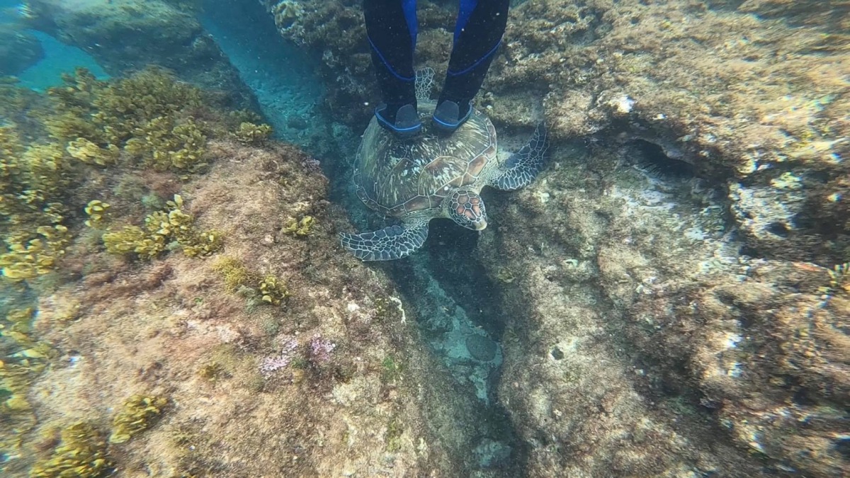 小琉球又有遊客觸摸海龜甚至以腳踩踏龜殼,海巡署正追查中。海巡署/提供