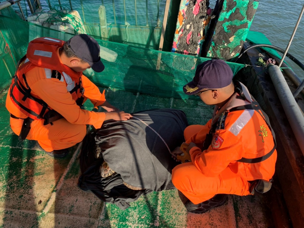 海巡人員依照海龜救援流程，以濕毛巾覆蓋海龜的眼睛與背甲。海巡署中部分署/提供