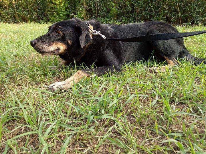 看起總是在微笑的黑糖,已經11歲了,個性親人、愛撒嬌。嘉義大學民雄校區動物保護社/提供