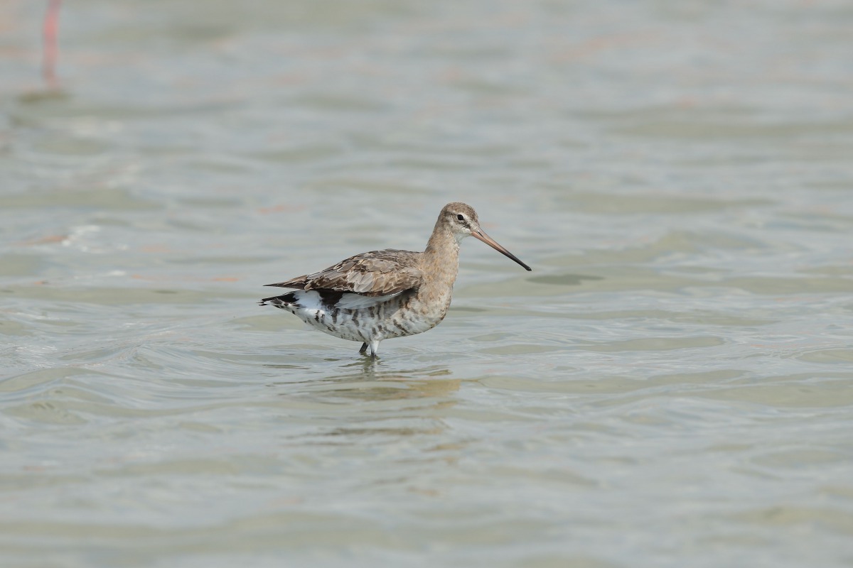 林務局長林華慶表示,將針對此次由保育類調整為一般類的野生動物進行調查與監測計畫。圖為黑尾鷸,由一般類野生動物調整為其他應予保育之野生動物。陳王時/攝,林務局/提供