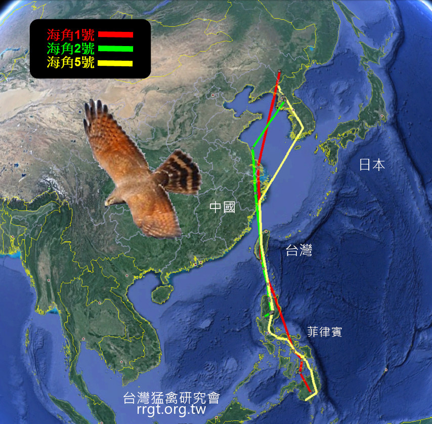 灰面鵟鷹秋季遷徙路線。台灣猛禽研究會/提供