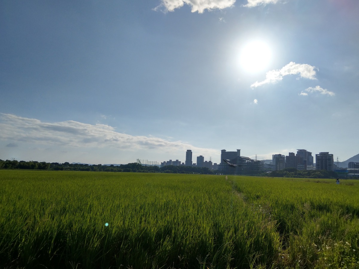 赤腹鷹展翅飛翔，繼續牠南下的旅程。陳璽安/攝