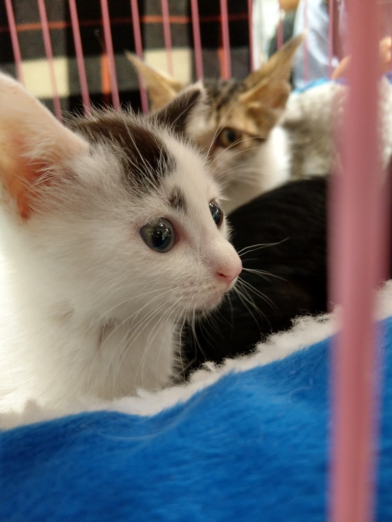 動保團體帶來許多活潑親人的毛孩子,期待為牠們找個新家。陳璽安/攝