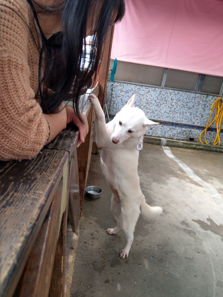 每隻狗狗都有牠可愛之處，歡迎民眾前來認養。陳璽安/攝