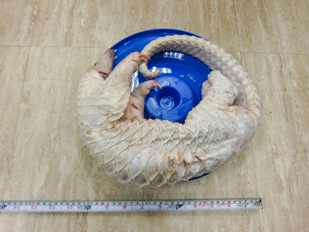 高雄查獲史上最大宗穿山甲走私案。高雄關/提供