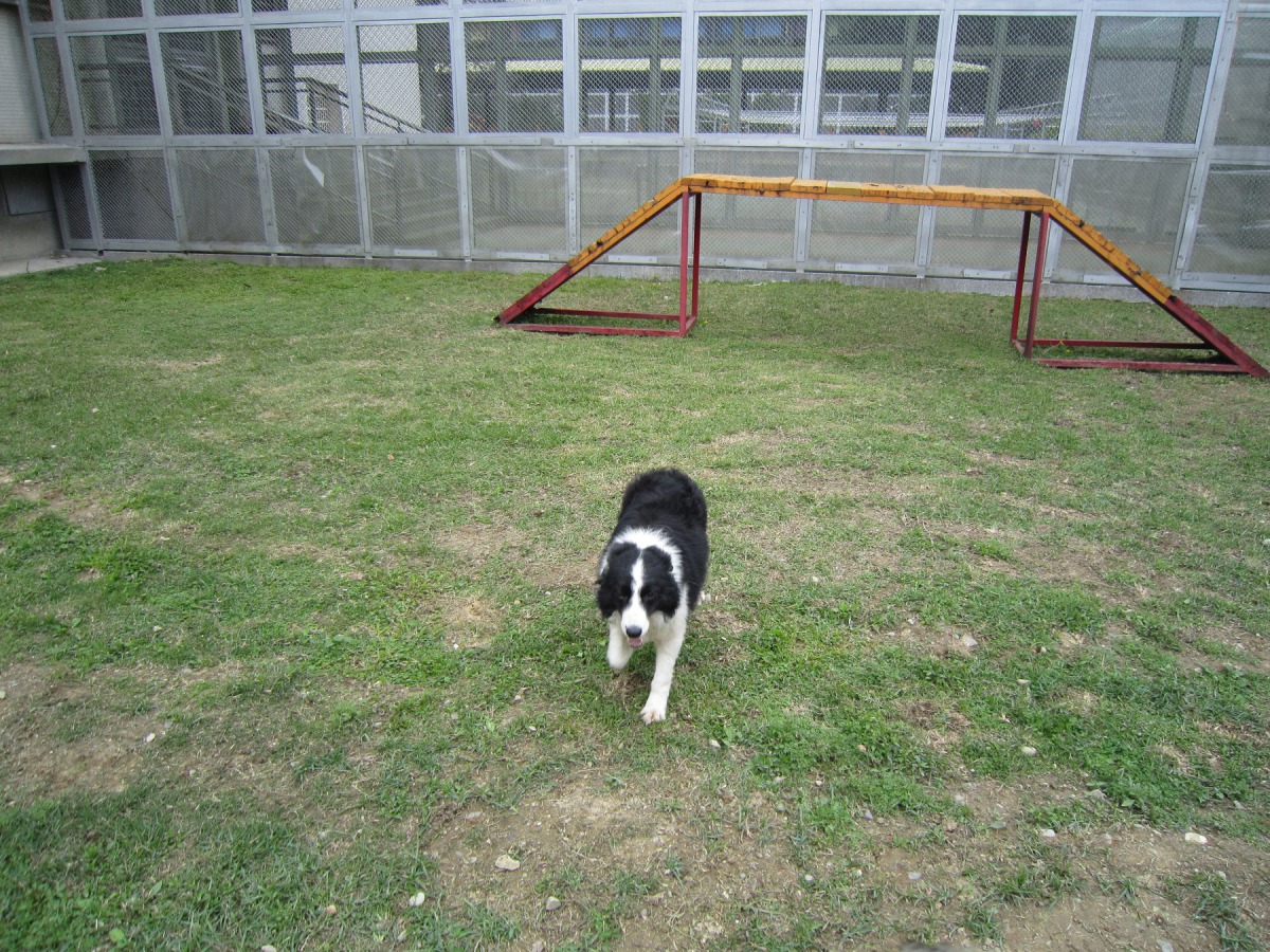 從三峽非法繁殖場救出的邊境之一「邊邊」，正在新竹監獄陪伴犬訓練中心接受訓練。新竹監獄教化科/提供