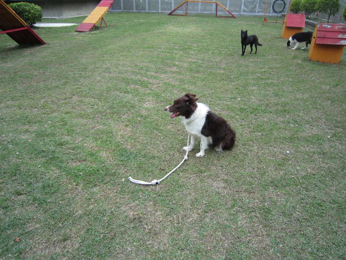 從三峽非法繁殖場救出的邊境之一「娜娜」，正在新竹監獄陪伴犬訓練中心接受訓練。新竹監獄教化科/提供