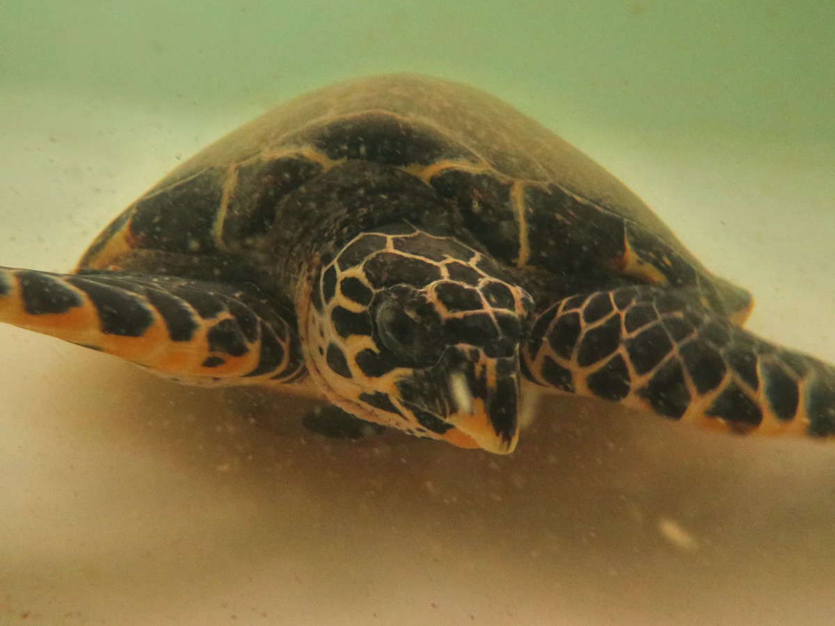 民眾可在今年的宜蘭綠色博覽會中看到「魷魚絲」回到海洋後的行蹤,一覽海龜的神祕旅程。海洋生態暨保育研究室/提供