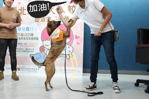 照片中的狗狗「莉卡」，矯正問題後成為治療犬。資料畫面，何宜/攝 