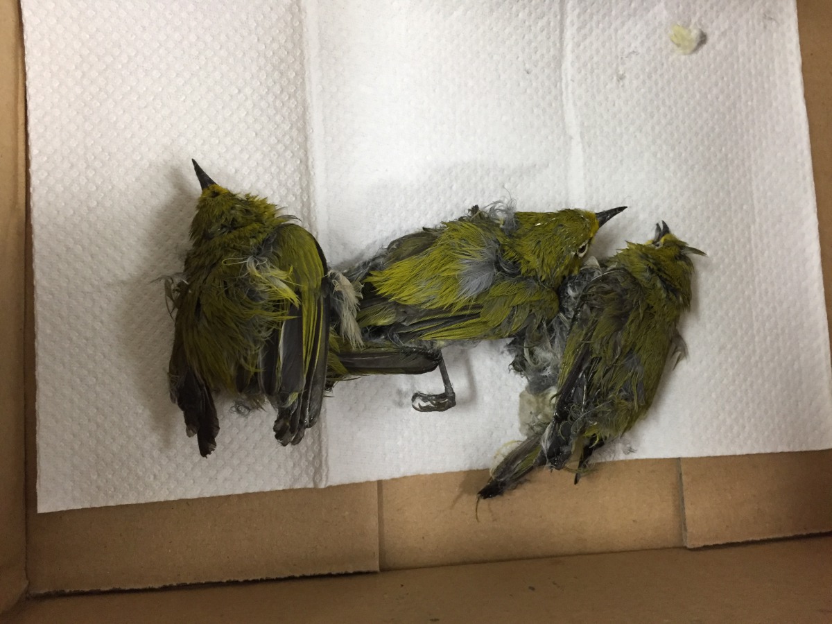 綠繡眼羽毛糾結，可能還有骨折的狀況，死狀淒慘。台北市野鳥學會/提供