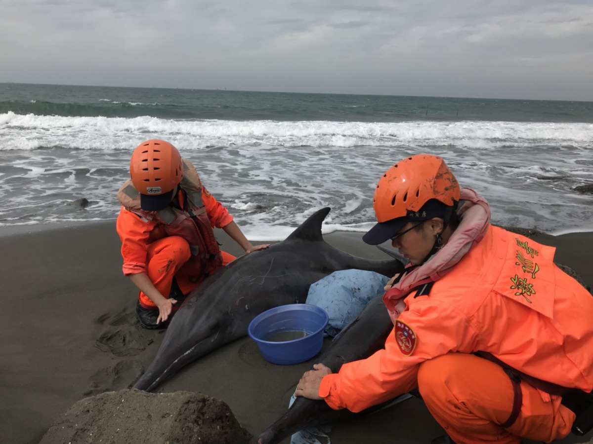 海巡署第11海岸巡防總隊巡岸人員發現有民眾在海岸聚集,前往查看,驚見3隻鯨豚擱淺。海巡署南部地區巡防局/提供