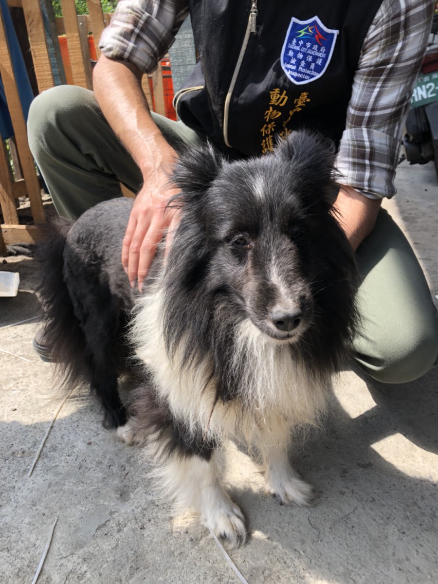 台中市一名繁殖業者未妥善照顧動物，動保處帶回46隻狗並安置於台中市動物之家。台中市動保處/提供