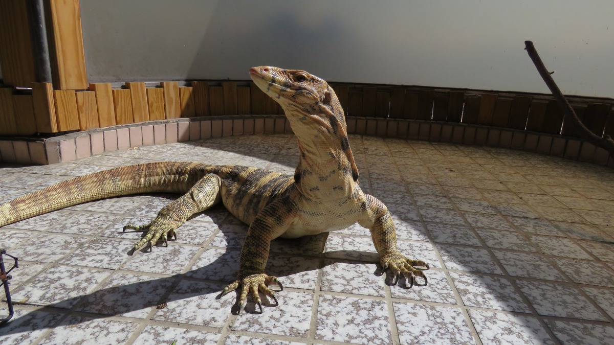 飼養爬行寵物的飼主們，是否也為寵物準備好適當的保溫配備了呢？林思民/提供