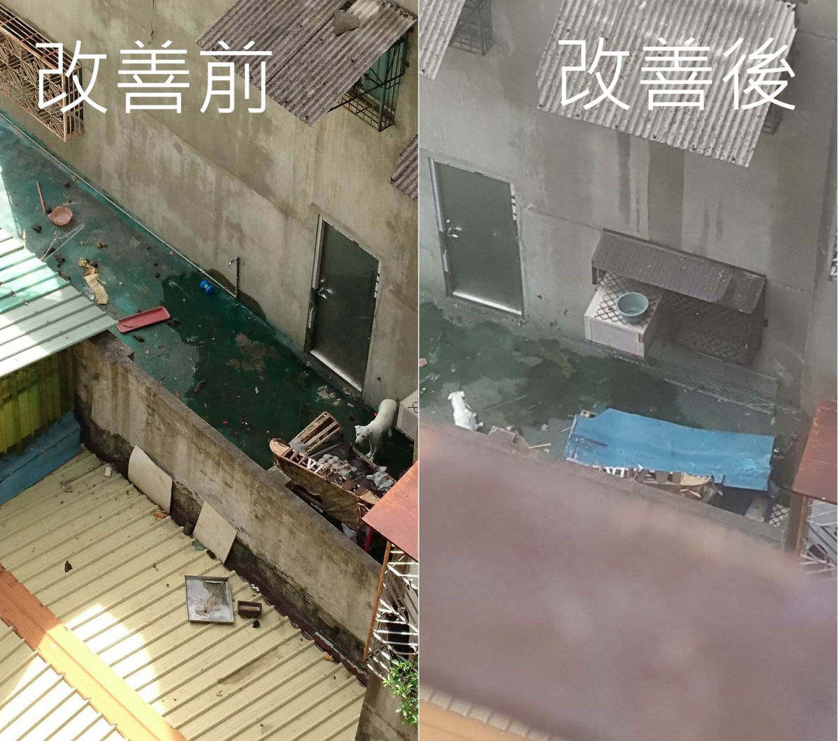 動保處限期改善後，飼主放置鐵板，卻讓狗狗無法上沙發，只能在冰冷的地上。許小姐/提供