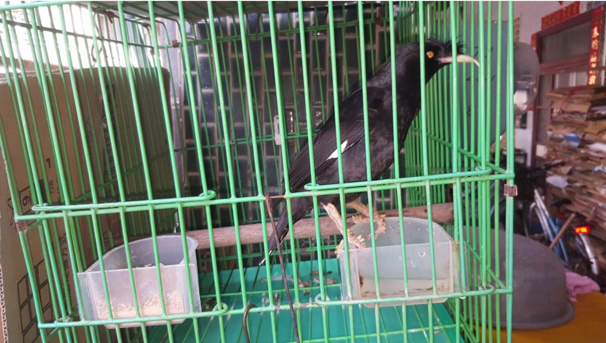 保七查獲民眾違法飼養保育類動物八哥。保七總隊第七大隊/提供