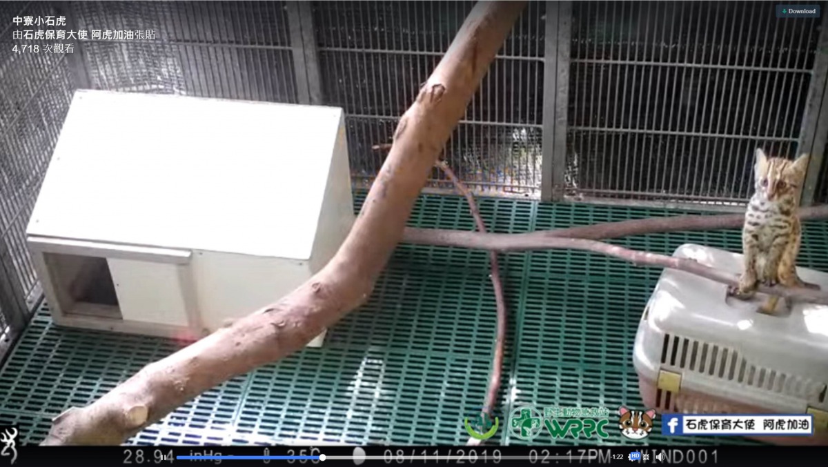 眾在蓄水池中撿到小石虎,目前小石虎正在特生中心接受野化訓練。翻攝自「野生動物急救站」、「石虎保育大使 阿虎加油」粉絲專頁