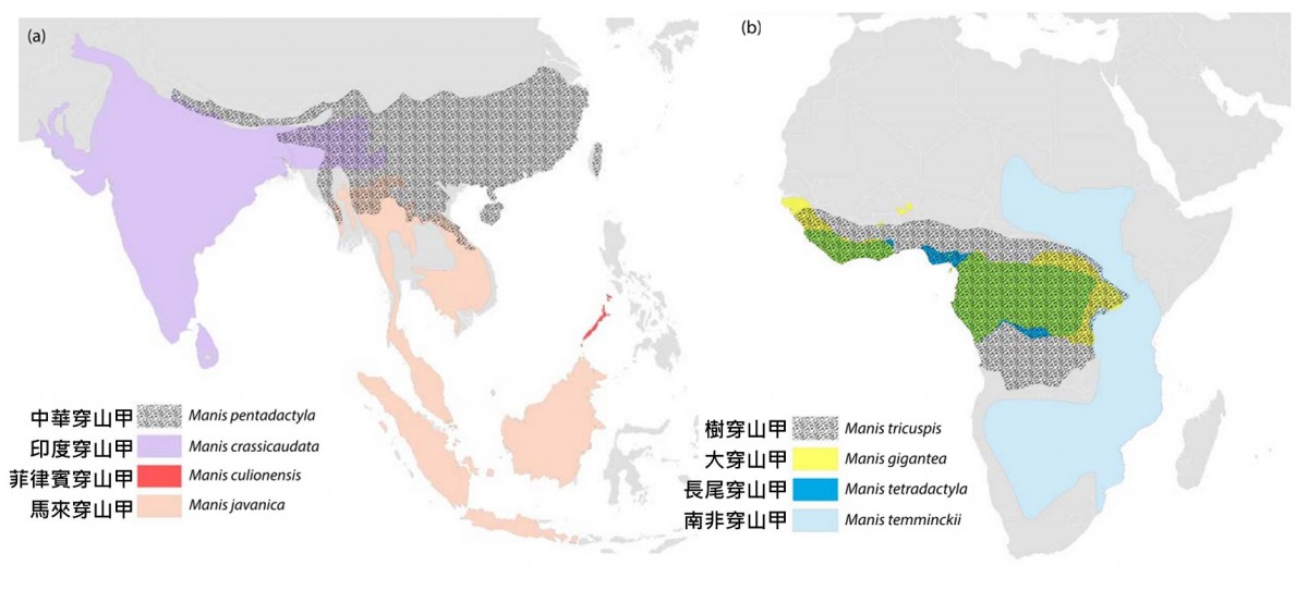 世界上共有8種穿山甲，皆是亟需保護的物種。取自TRAFFIC Report