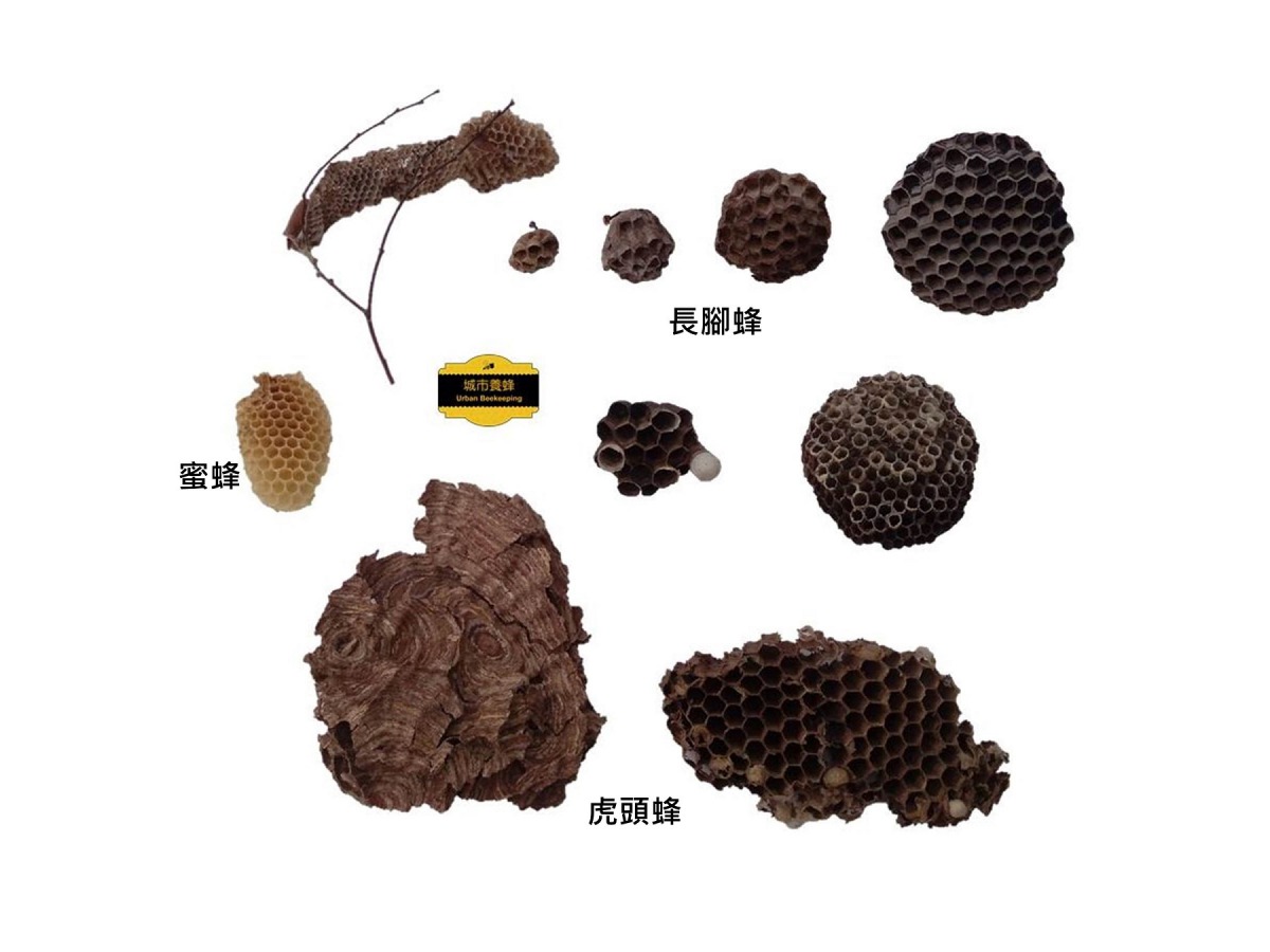 最左邊黃色蜂巢是蜜蜂的蜂巢，下面兩個則是虎頭蜂的蜂巢，其餘則是長腳蜂的蜂巢。取自城市養蜂  Urban beekeeping