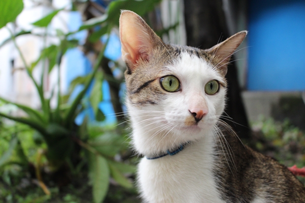 民眾檢舉必須提供真實姓名以及聯絡方式，也必須提供涉嫌違規的具體事項與相關資料。台灣動物新聞網資料畫面，相幸芸/攝