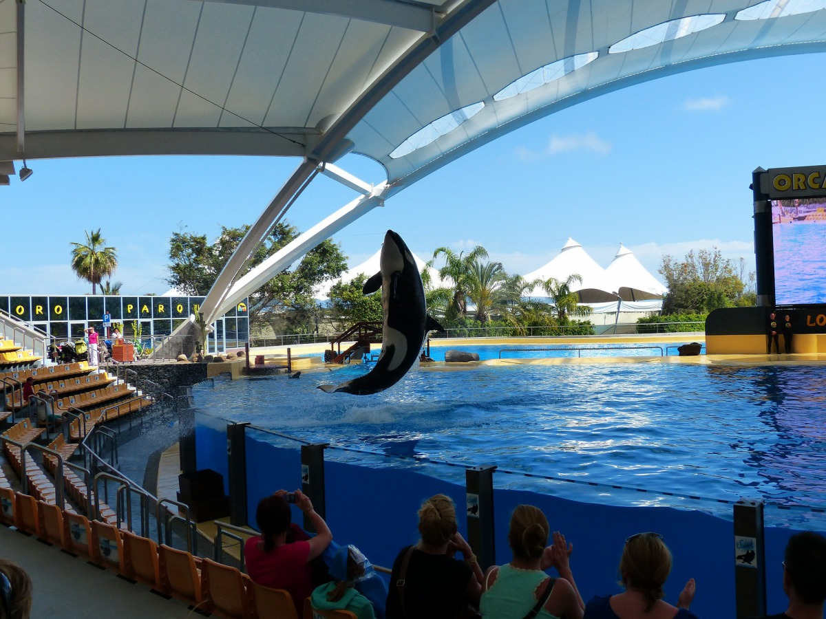 支持S203法案的參議員認為人類身為地球的一份子,應該認知到這些生物在海洋中扮演至關重要的角色。示意圖,取自Pixabay