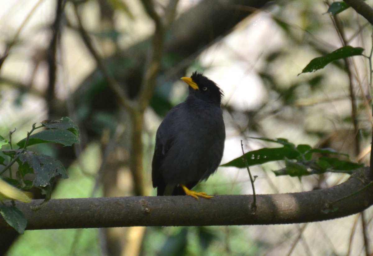 來自東南亞的林八哥、家八哥、白尾八哥與白頭椋鳥等,已對臺灣八哥造成迫害。台北市立動物園/提供