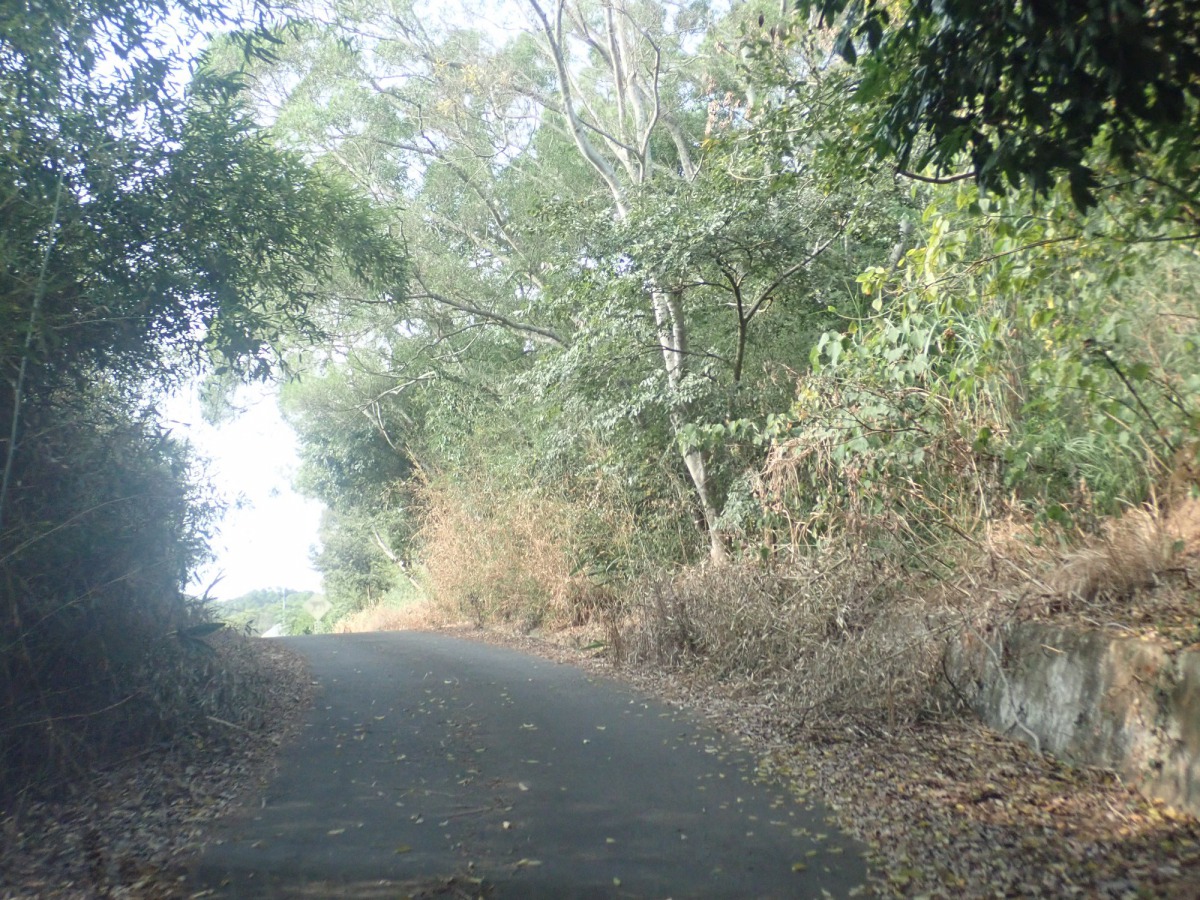 照片中可看到以石虎為警示的路牌,但道路兩側的植物皆因除草劑而枯萎。李璟泓/提供