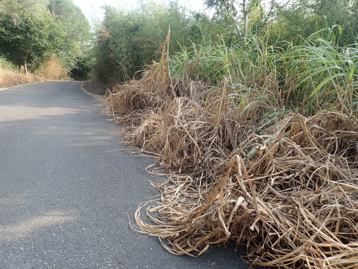 雖然除草劑的主要作用是干擾植物生長,但對動物而言同樣具有毒性。李璟泓/提供