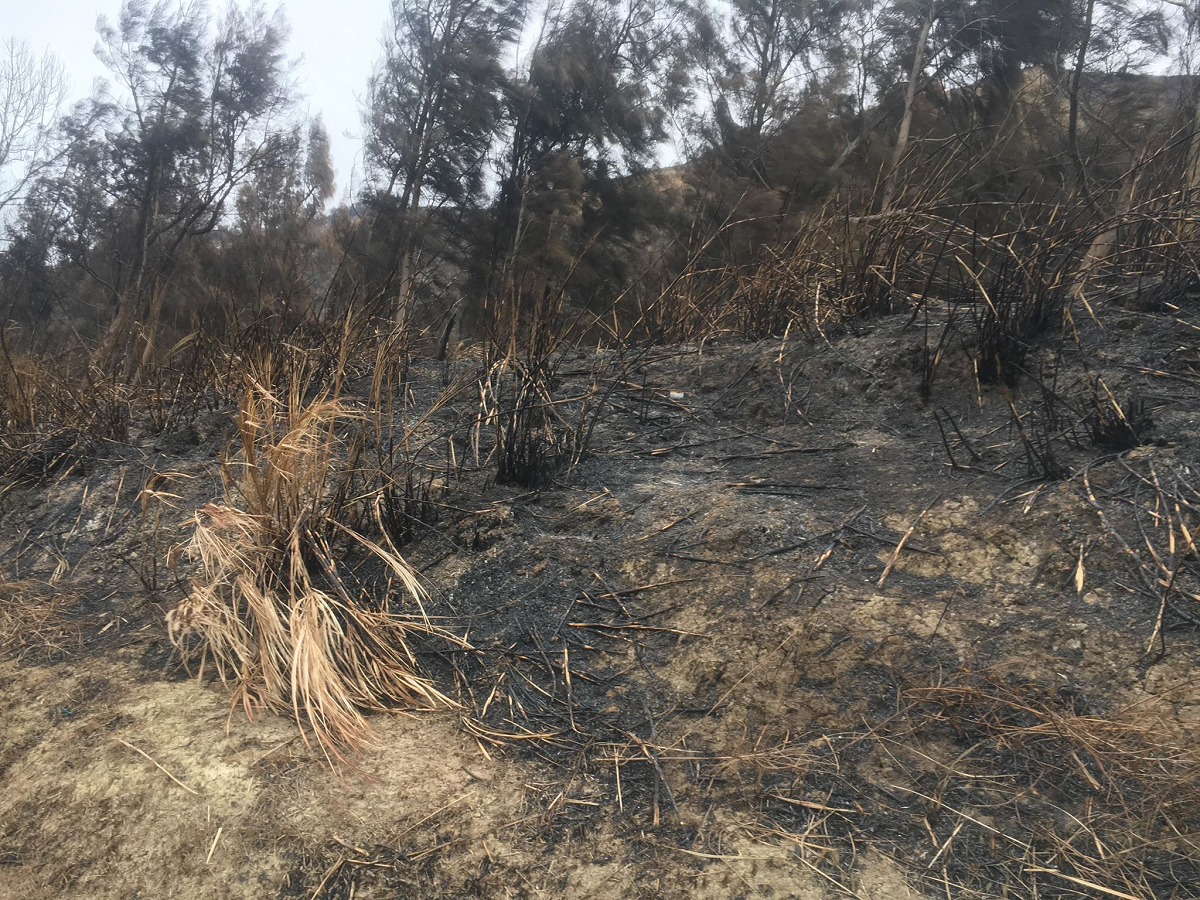 在31日路殺事件發生前不久，該路段附近曾發生山林大火，對石虎的影響不言而喻。林錦坤/提供