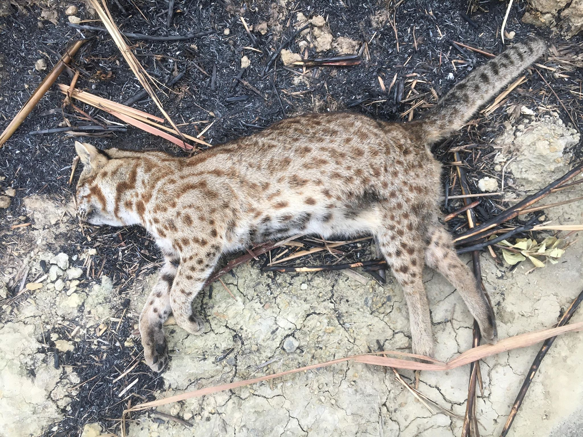 苗栗台61線也傳出石虎遭遇路殺，該路段已經不只一次發生石虎路殺事件。林錦坤/提供