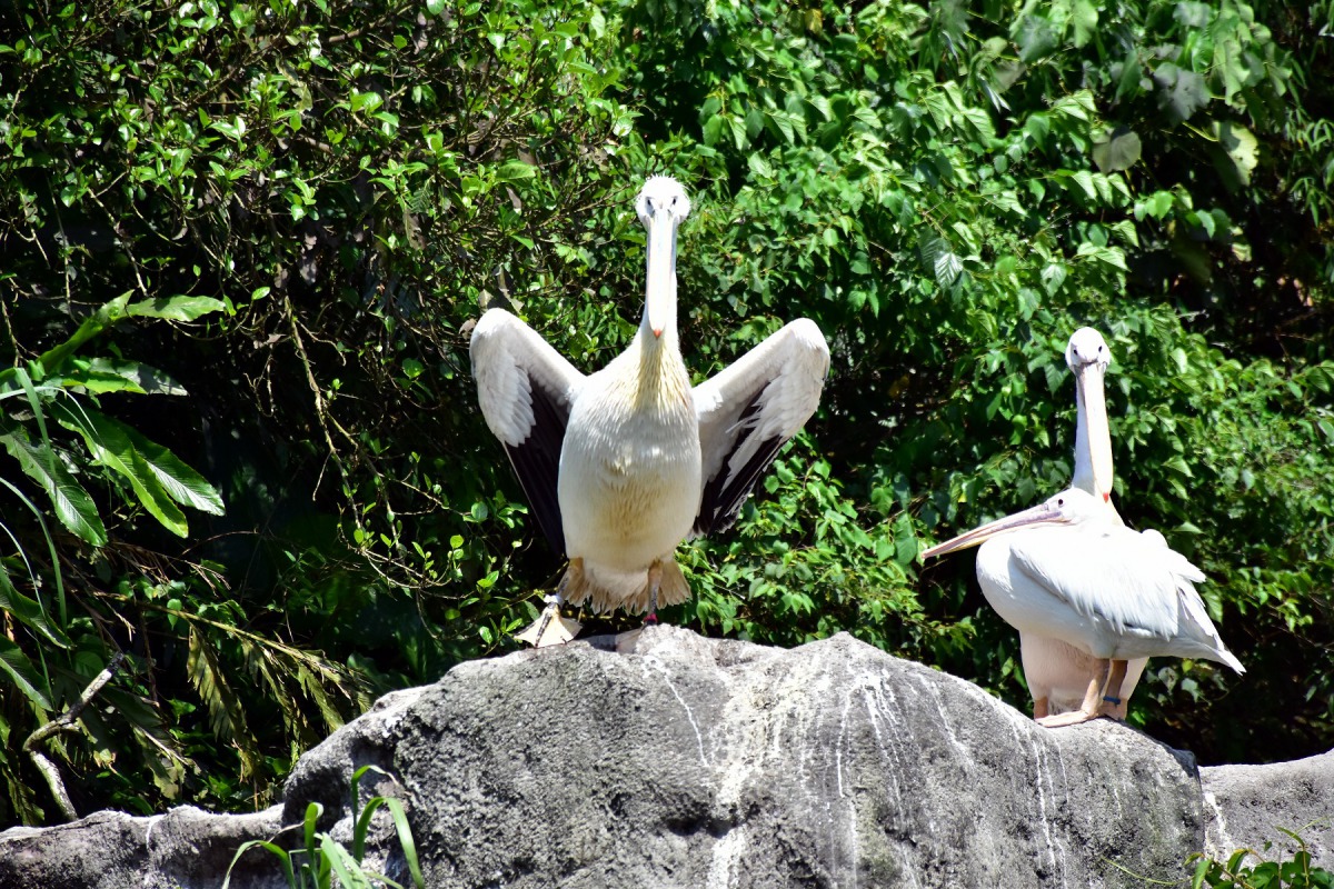 黑頸天鵝躲在角落孵蛋，鄰居鵜鶘趁機悠遊全場。台北市立動物園/提供
