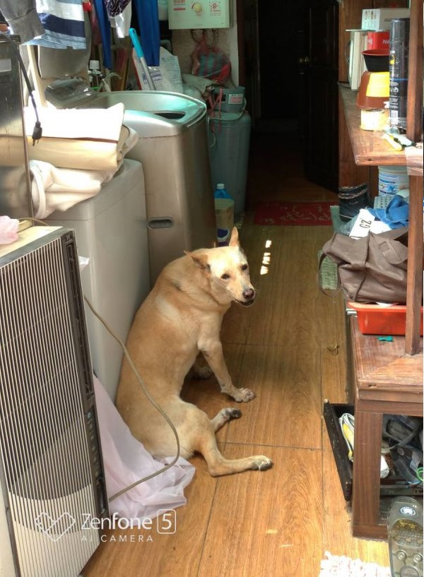 動保員到場時,狗並沒有到處亂跑的情形,但這隻狗已經連續3年沒有施打狂犬病疫苗了,因此動保處對林姓飼主開罰新台幣3萬元。新北市動保處/提供