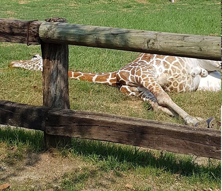 台北市立動物園「借殖」至頑皮世界的長頸鹿「宵順」在前幾天猝死。取自臉書社團「爆料公社」