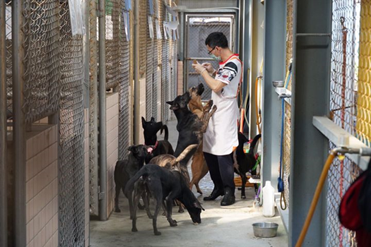 動保志工幫助動物之家的狗狗們更親人。新北市動保處/提供