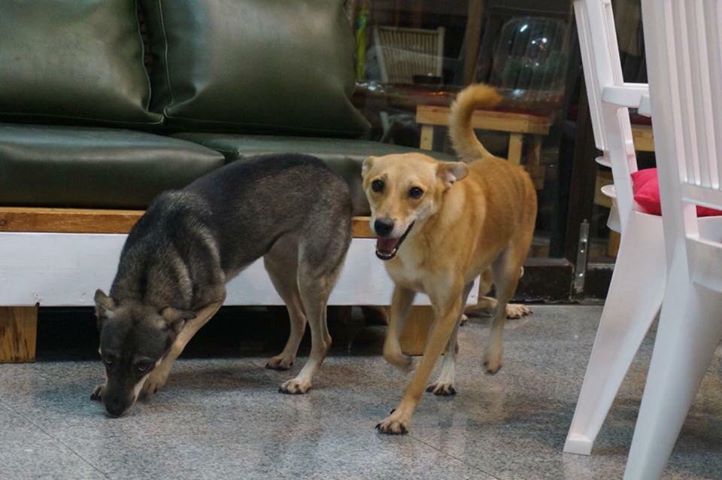 梅姬颱風期間，盧先生也曾冒著風雨出門救狗，當初救的6隻狗中也3隻被他收編成為店犬。盧先生提供