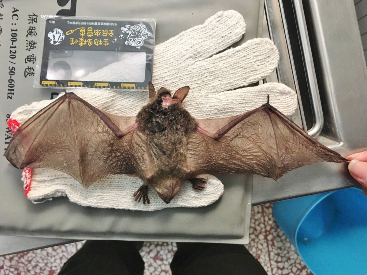 遊客在金門發現的受傷蝙蝠，確認為台灣的新紀錄種「大足鼠耳蝠」。金門縣建設處/提供