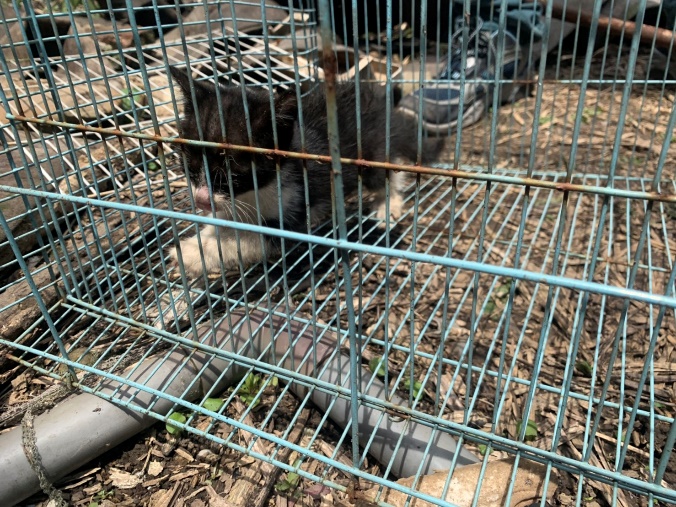 小貓可愛的萌樣也擄獲了圍觀民眾的心，一位民眾當場決定要收養小貓，立刻將牠帶去救醫。新北市動保處/提供