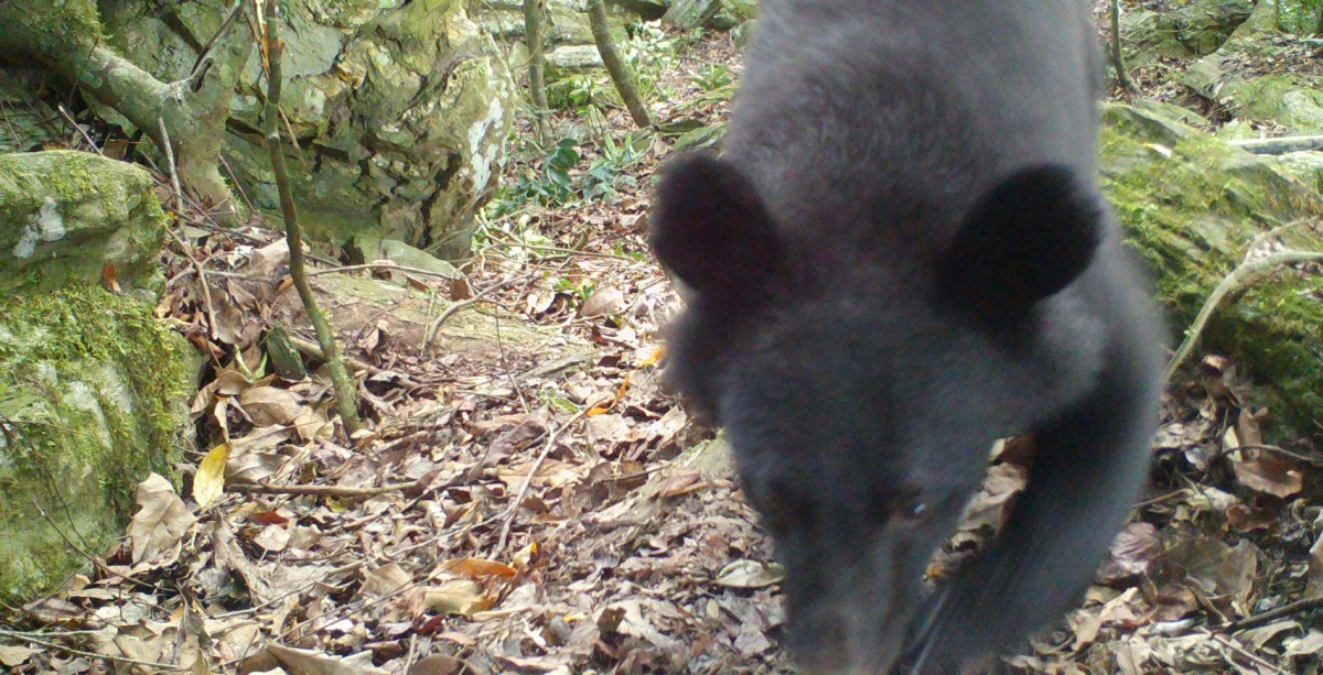 自動照相機拍攝到母熊。花蓮林管處/提供