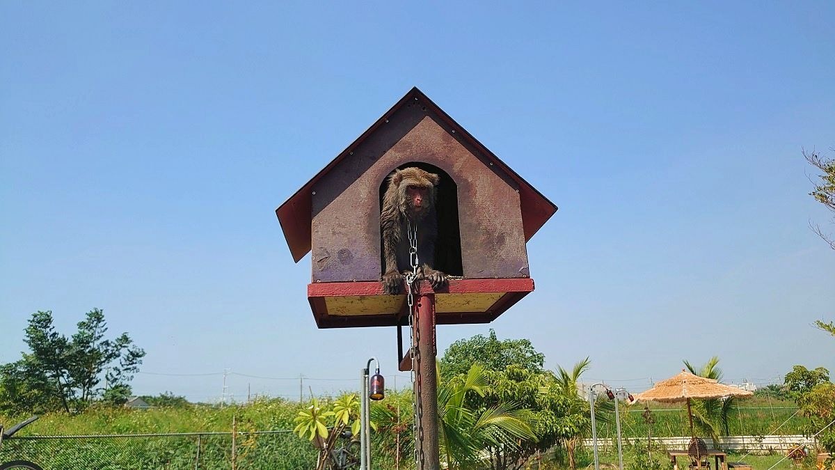 一名合法登記飼養獼猴的飼主因故向地方動保處辦理不擬續養，讓獼猴收容與飼養問題浮上檯面。圖為15歲的台灣獼猴「妹妹」，台灣獼猴共存推廣協會/提供