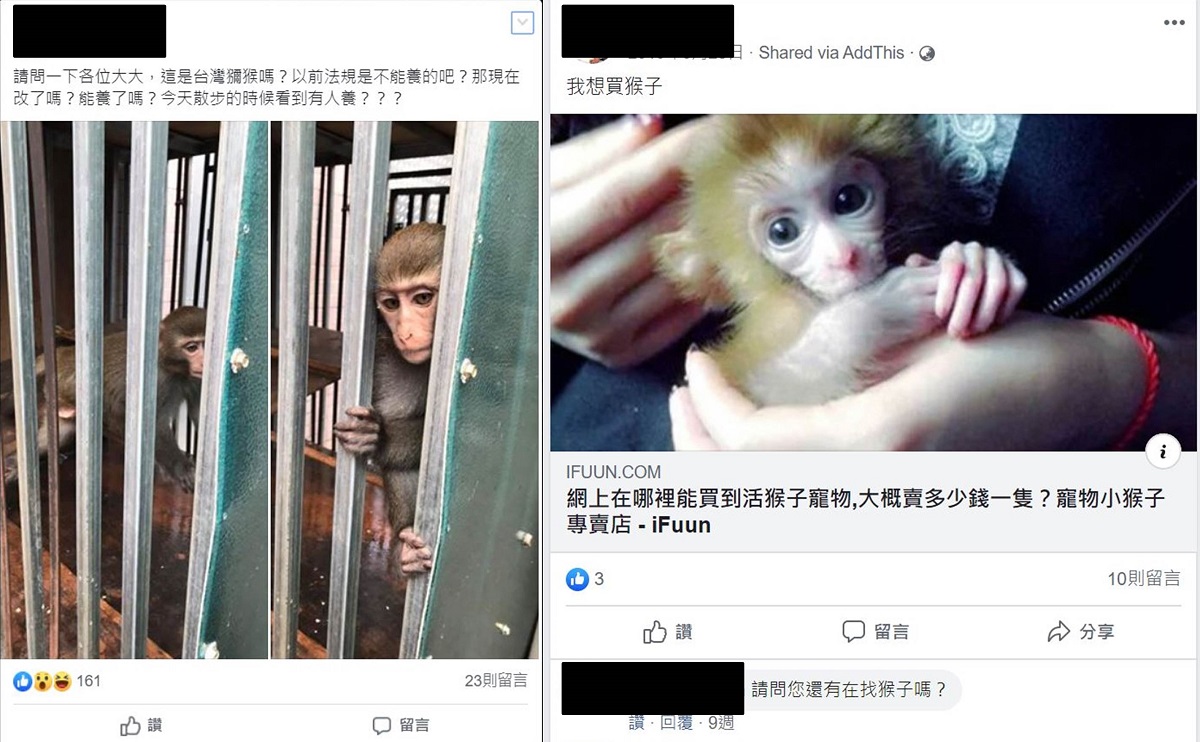 網路上，詢問是否可以飼養獼猴甚至尋求買賣管道的留言層出不窮。陳璽安/翻攝