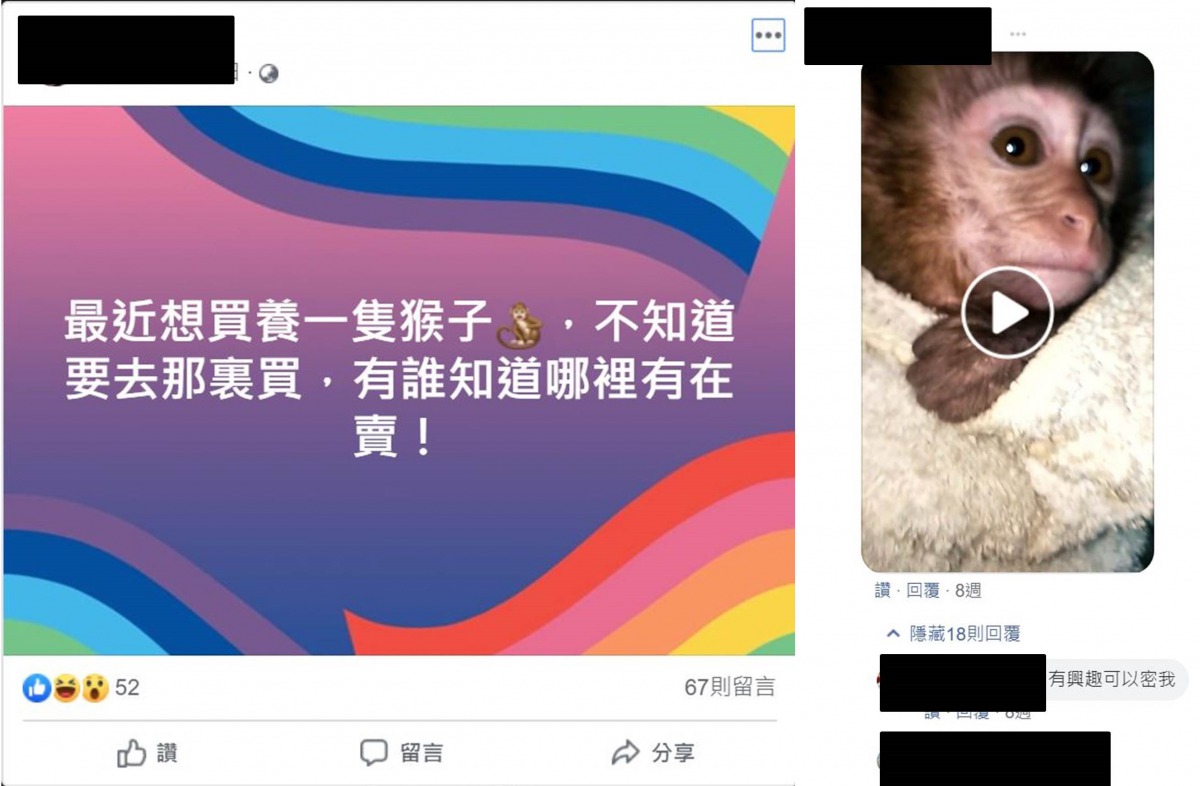 網路上，詢問是否可以飼養獼猴甚至尋求買賣管道的留言層出不窮。陳璽安/翻攝