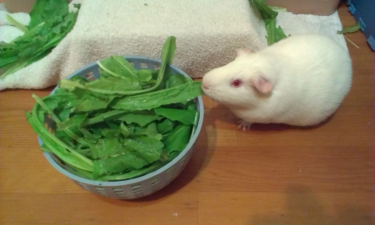 飼主可提供新鮮蔬果，如黃甜椒、高麗菜、花椰菜、芭樂或奇異果等等，讓天竺鼠從食物中攝取維他命C。台中市動保處/提供