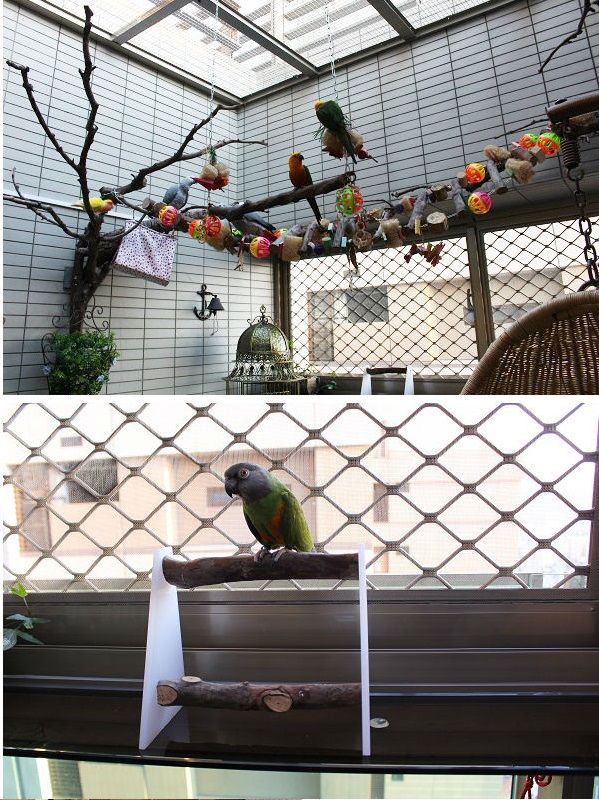 在飼養環境方面，飼主也應做好防護措施，若要讓愛鳥在家中飛祥，記得加裝鐵窗與紗網。台灣動物新聞網資料照