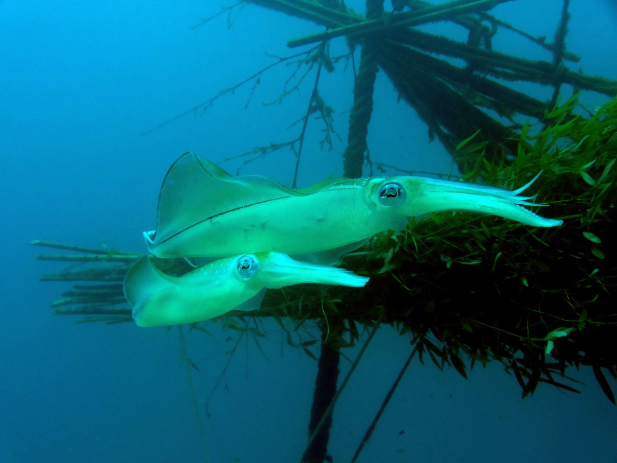 配對的雌雄軟絲正攜伴同游。台北市動保處/提供