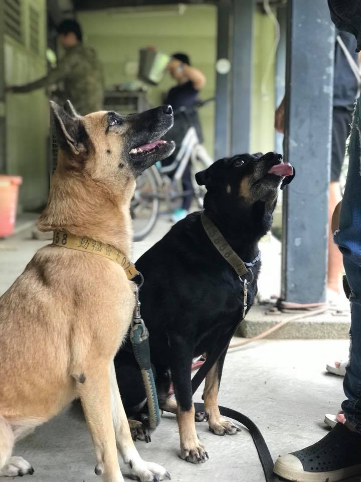 左邊那隻引頸期盼的小可愛是害羞膽小的土豆,已經8歲的牠仍十分健康有活力。嘉義大學民雄校區動物保護社/提供