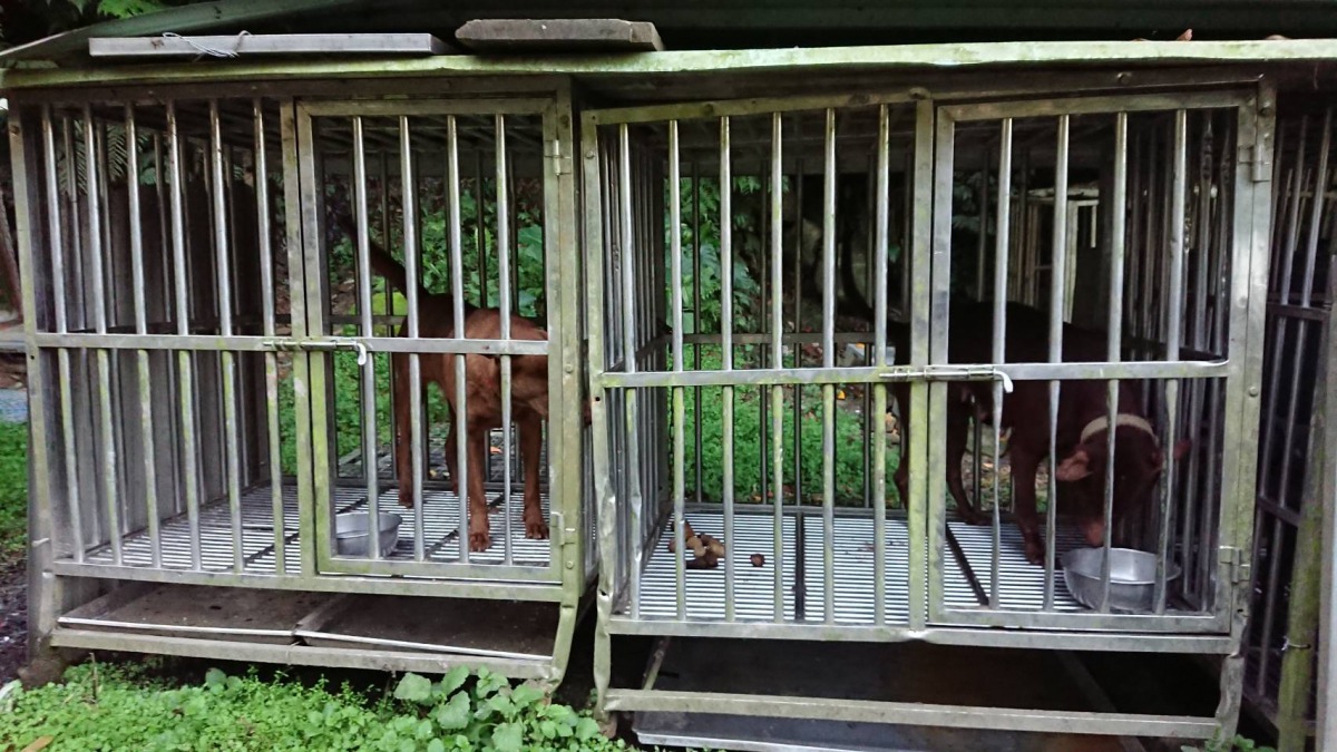 現場犬隻雖然都有植入晶片，卻未依法絕育，新北動保處將依法開罰5萬元罰鍰。新北市動保處/提供