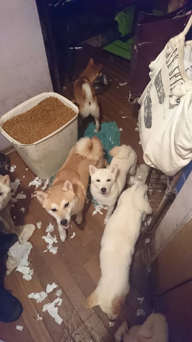 犬隻活力旺盛，有時飼主深夜才下班、帶狗散步，犬隻吠叫，影響鄰居睡眠。新北市動保處/提供
