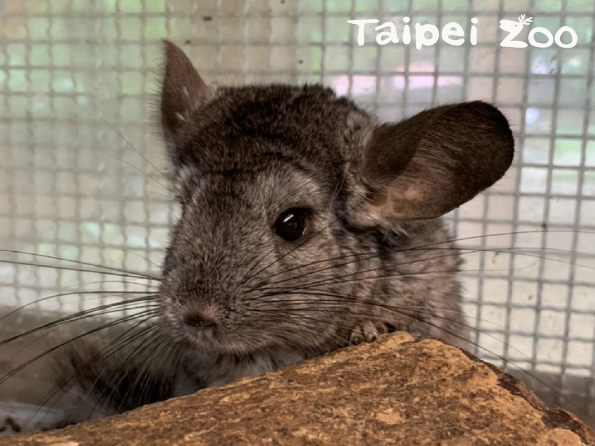 有「龍貓」之稱的「絨鼠」也是嚙齒動物。資料照，台北市立動物園/提供