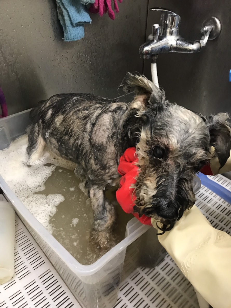 從洗澡、吹風、剃毛到基礎美容，花了3個半小時才完工。桃園市寵物商業同業公會/提供