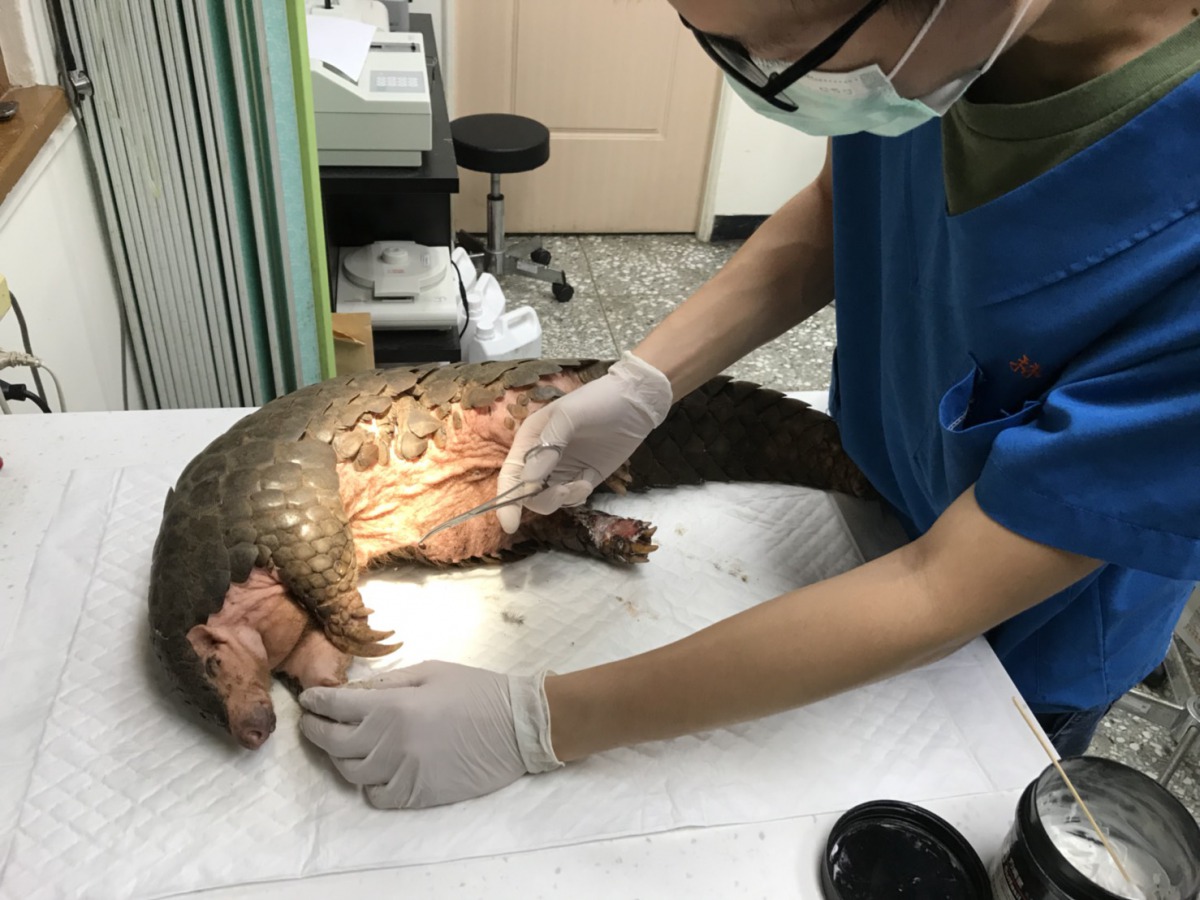 獸醫師為穿山甲健檢。新北市動保處/提供