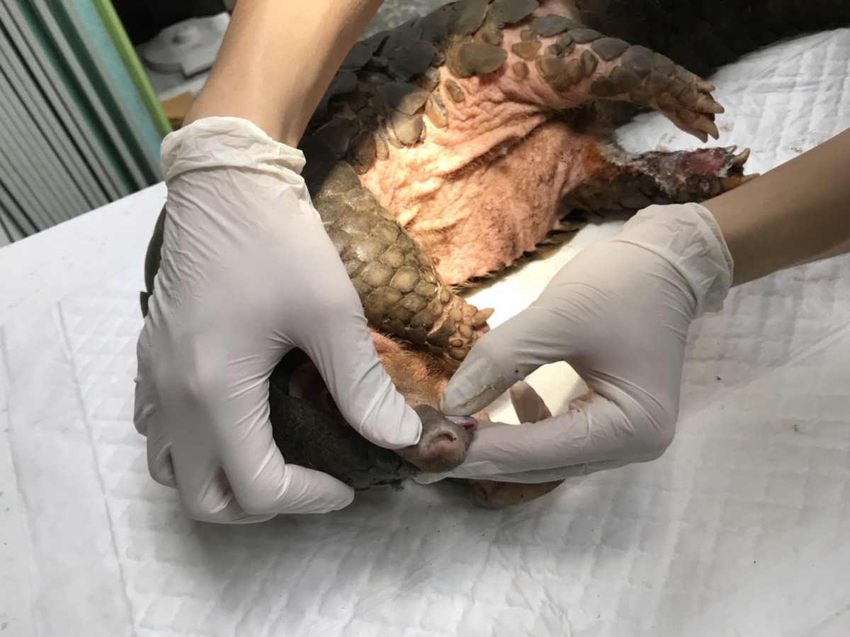 獸醫師為穿山甲健檢。新北市動保處/提供